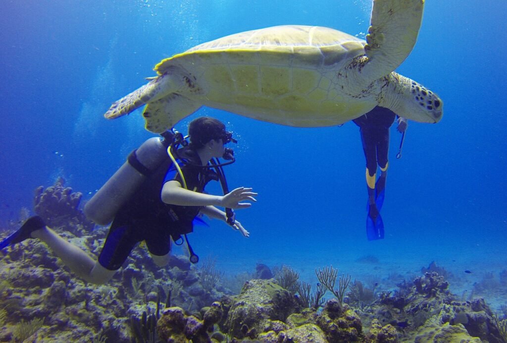 Koh Tao, Scuba diving: localhi