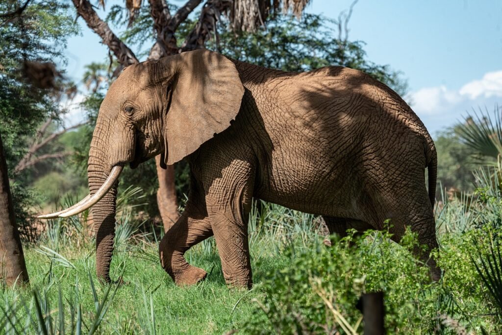 Elephant Sanctuary, Thailand: localhi