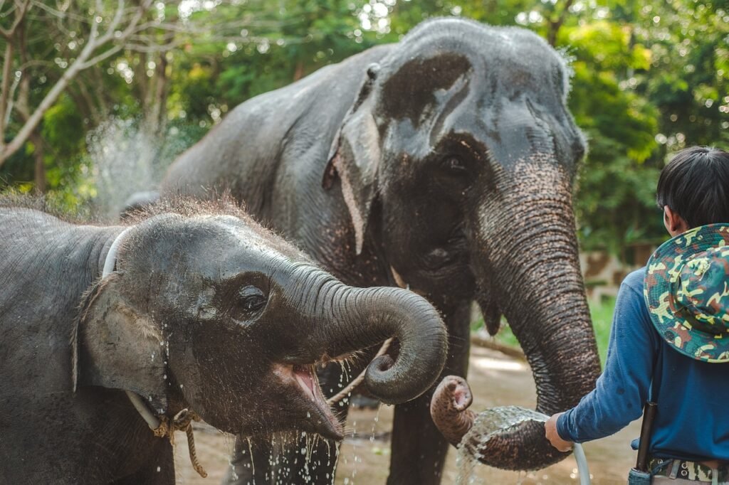 Elephant, Thailand: localhi