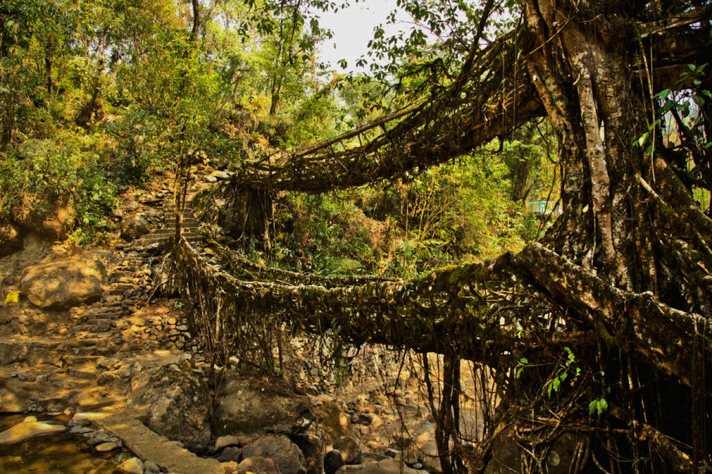 Living Root Bridges,m India : localhi