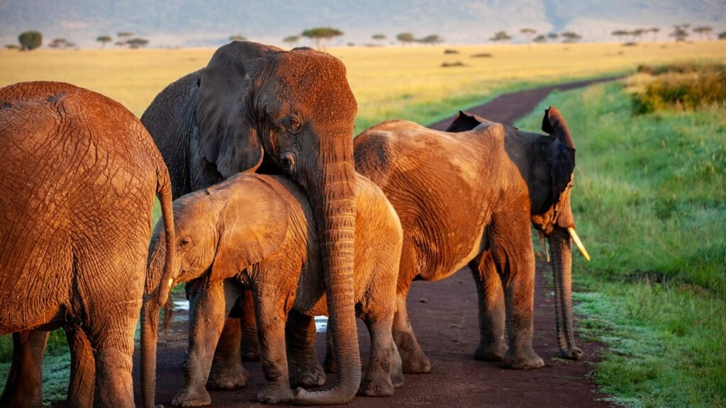 Elephant Gathering, behavior, Sri Lanka: localhi