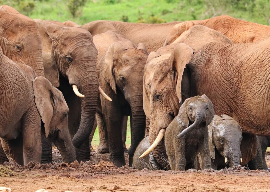 The GReat Elephant Gathering, Sri Lanka: localhi