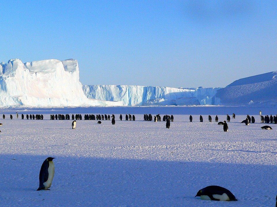 Penguins, Antarctica, Frozen Glaciers: localhi