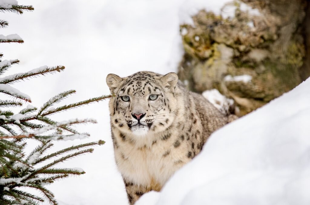 Snow Leopards, the Himalayas, India: localhi