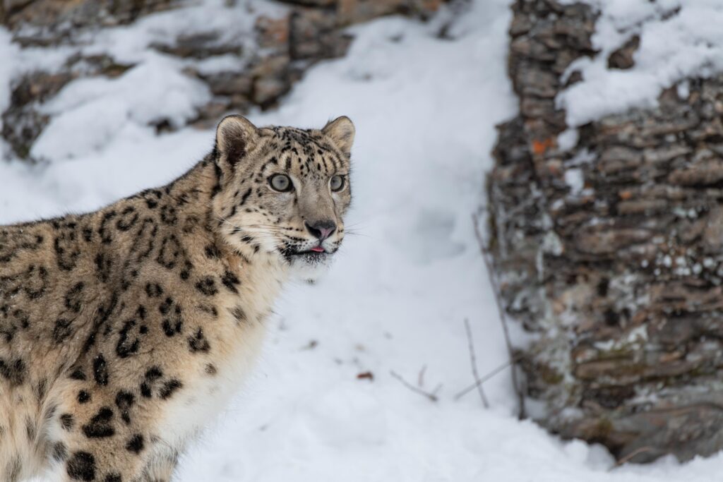 snow leopard IN INDIA -unique experience IN INDIA BY LOCALHI