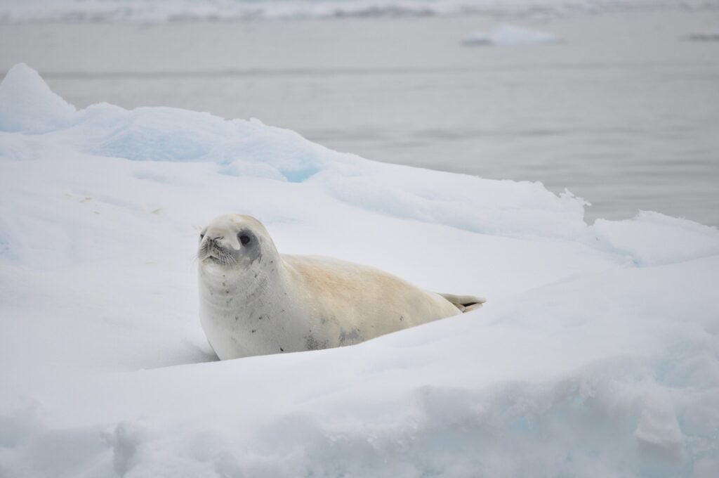 Seals, Antarctica: localhi