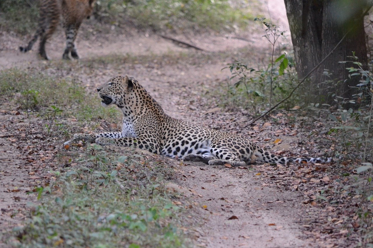 Wildlife safari, Leopard, Sri Lanka: ocalhi