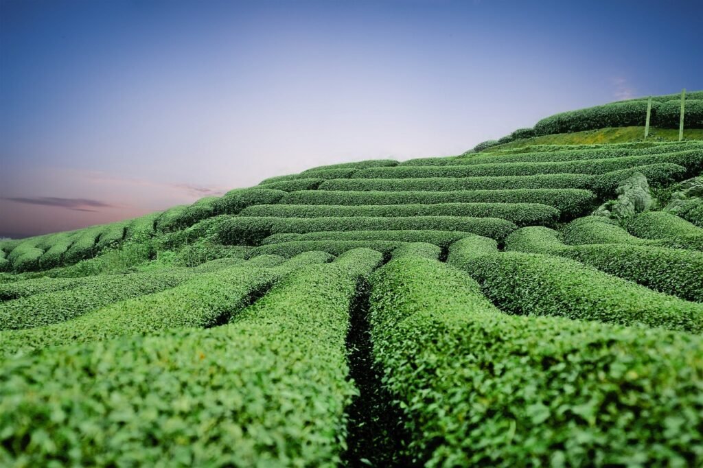 Sri Lanka, Tea Plantations: localhi