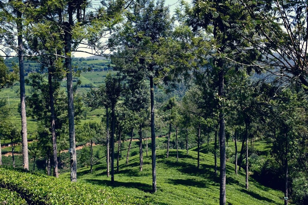 Ceylon Tea Plantations, Sri Lanka: localhi