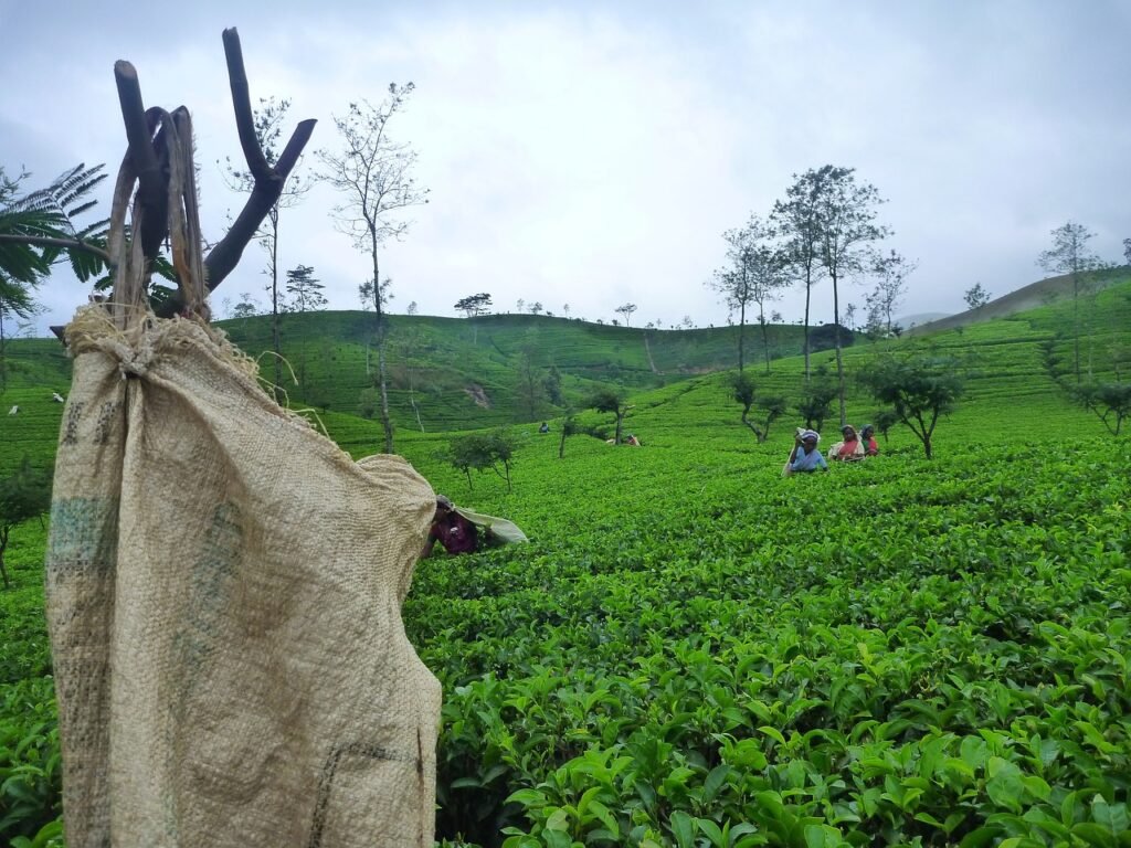 Tea Plantations, Sri Lanka: localhi