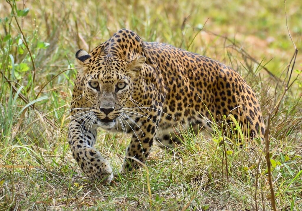 Sri Lanka, Leopard: localhi