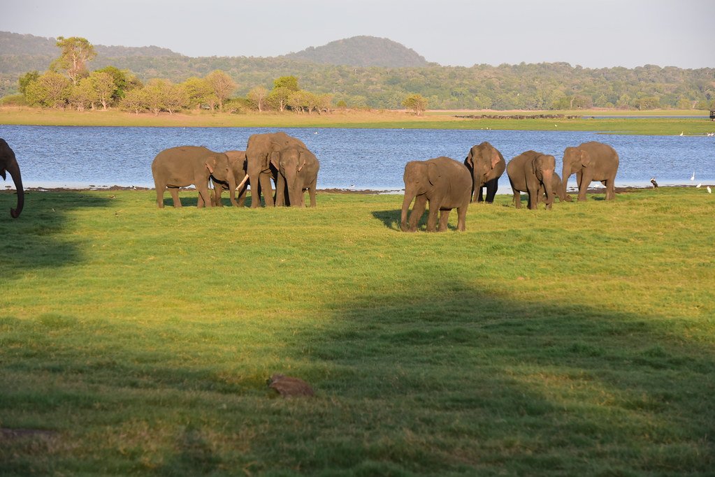 Minneriya National Park, Sri Lanka: localhi