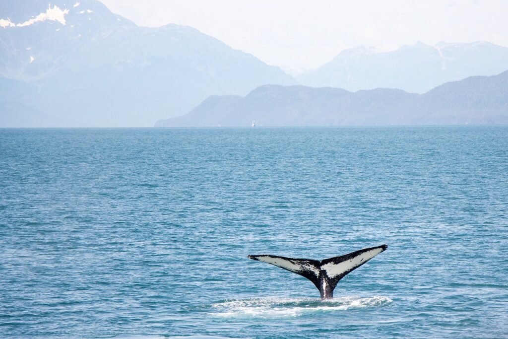 Whale Watching, Sri Lanka: localhi